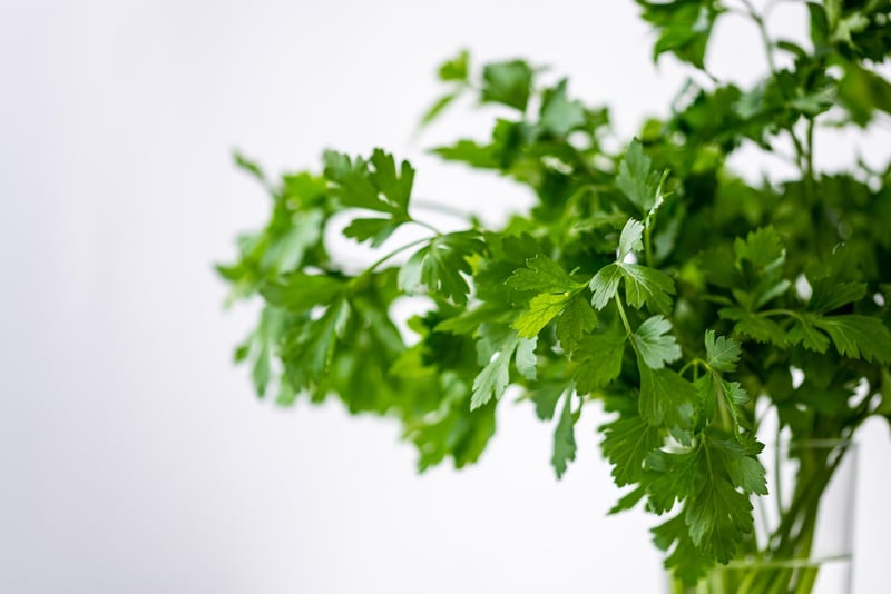 Herb Garden Kit