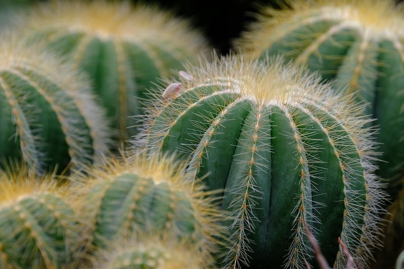 Botanical Garden Masterclass